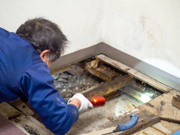 Best Water Damage Restoration  in Worth, IL