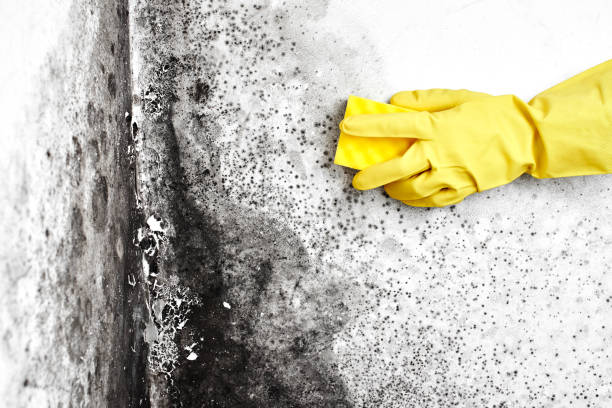 Office Mold Removal Services in Worth, IL