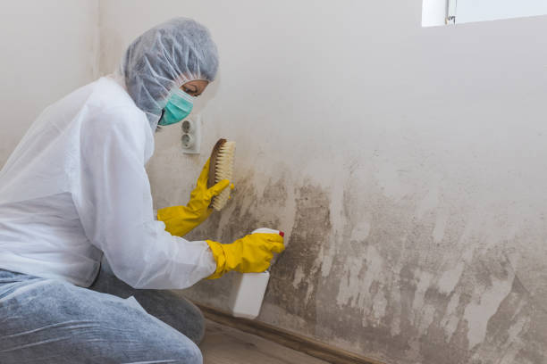 Best Affordable Mold Removal  in Worth, IL