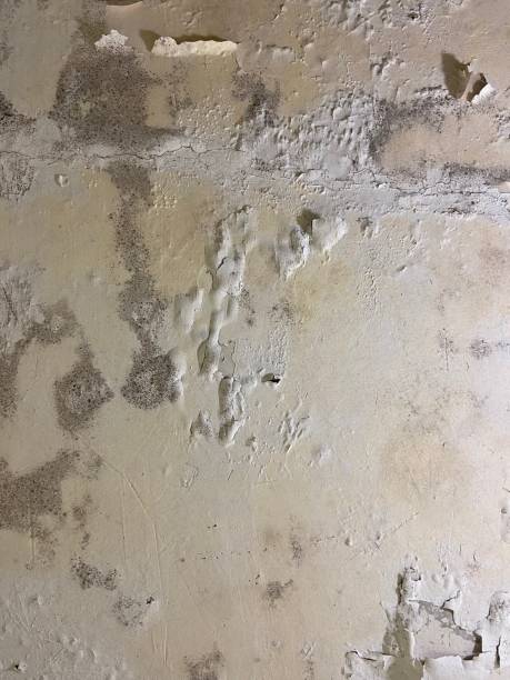 Best Mold Remediation Services  in Worth, IL