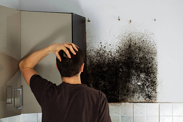Best Black Mold Removal  in Worth, IL