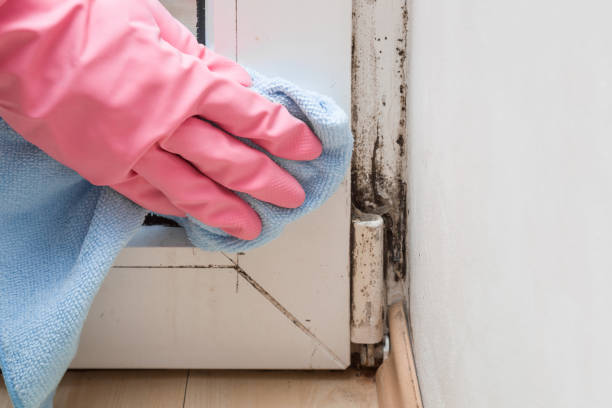 Best Residential Mold Removal  in Worth, IL