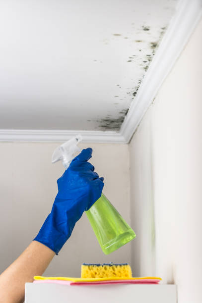 Best Professional Mold Removal  in Worth, IL